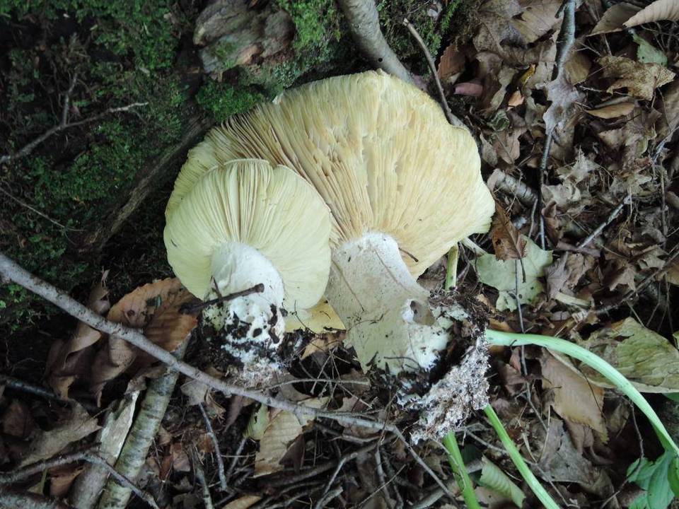 Leucopaxillus compactus image
