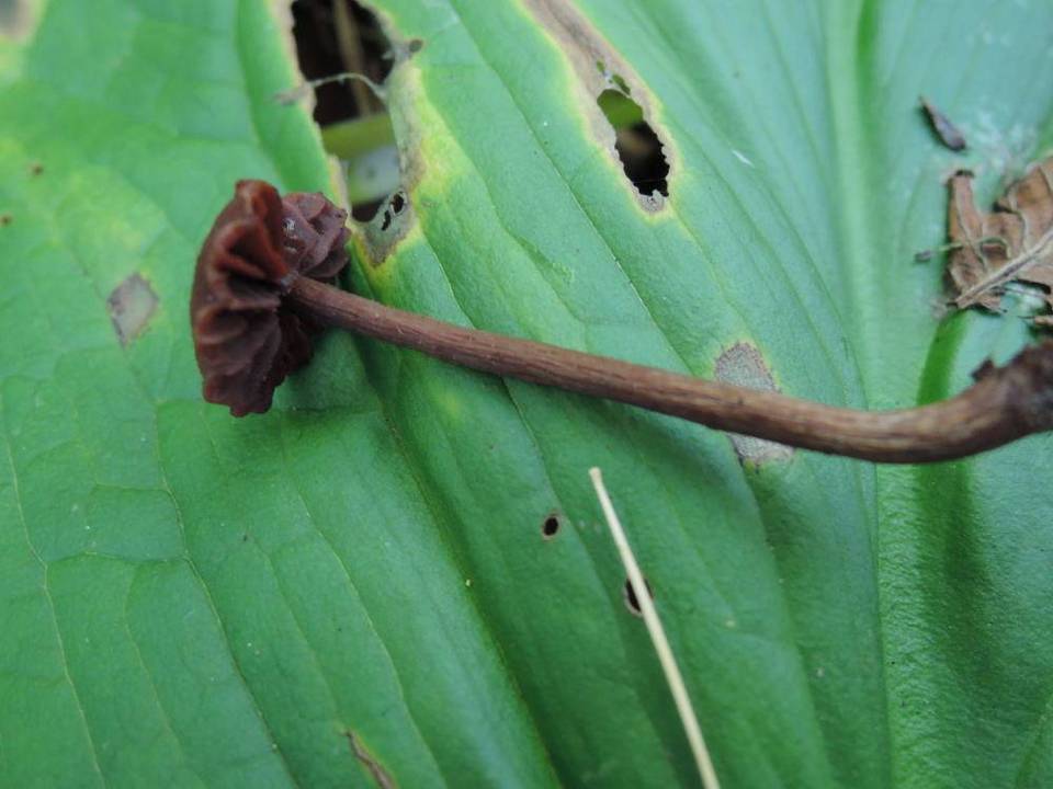 Laccaria purpureobadia image