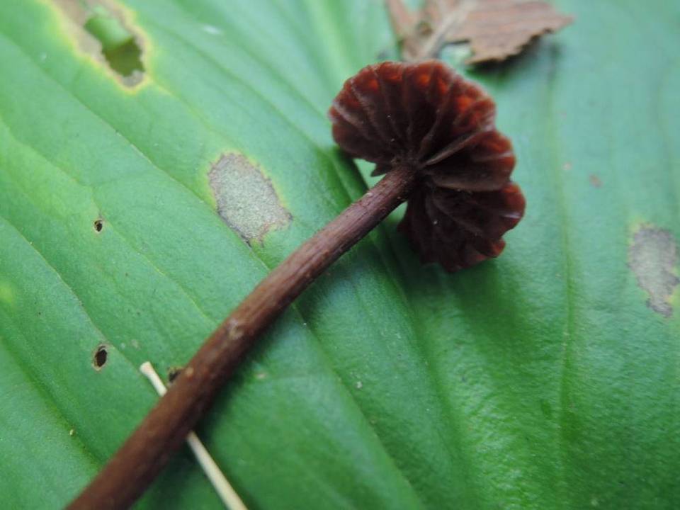 Laccaria purpureobadia image