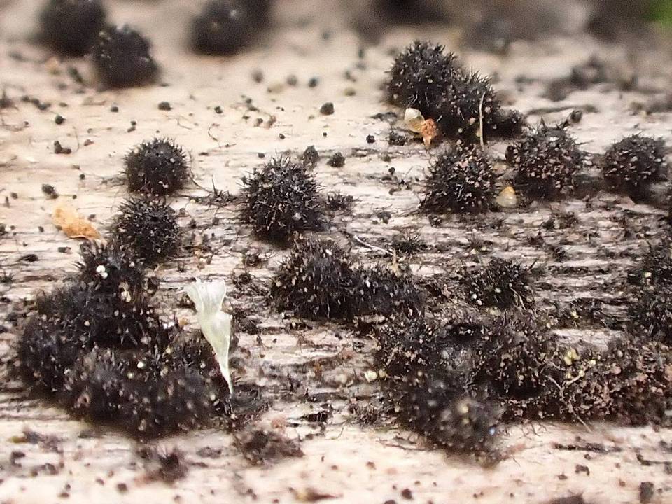 Lasiosphaeria hirsuta image