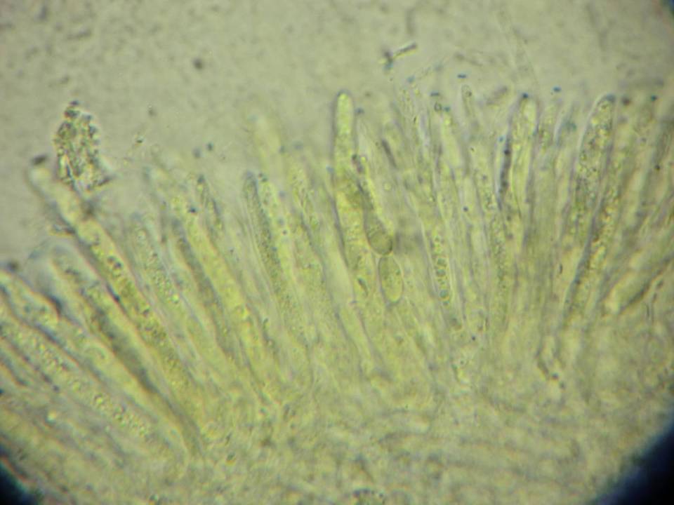 Discostroma tostum image