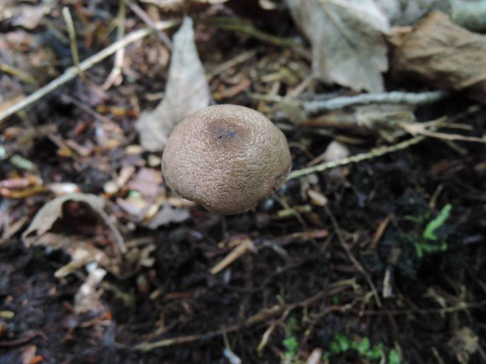 Entoloma caeruleogriseum image