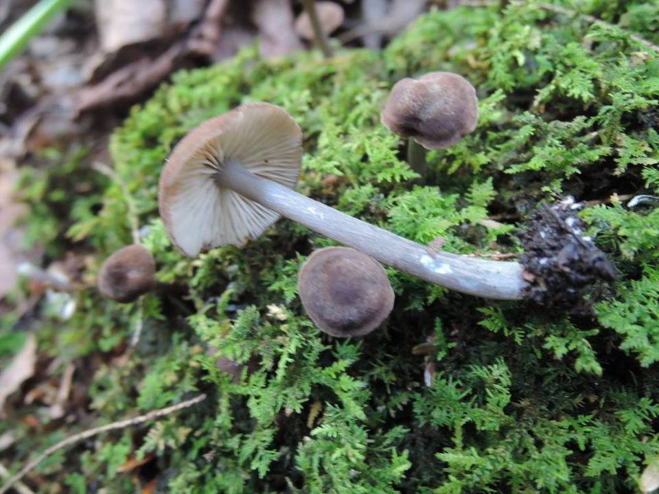 Entoloma caeruleogriseum image