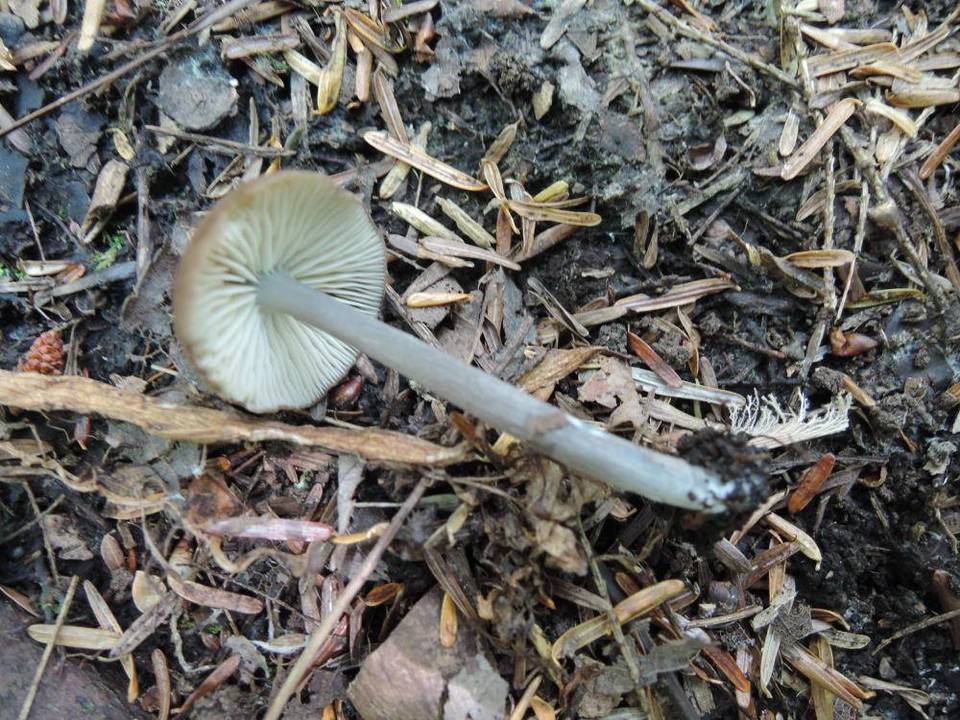 Entoloma caeruleogriseum image