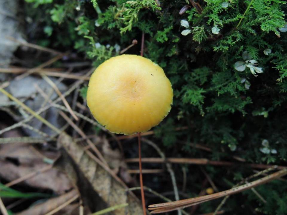 Hygrocybe citrina image