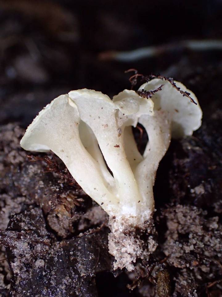 Hydnodon thelephorus image