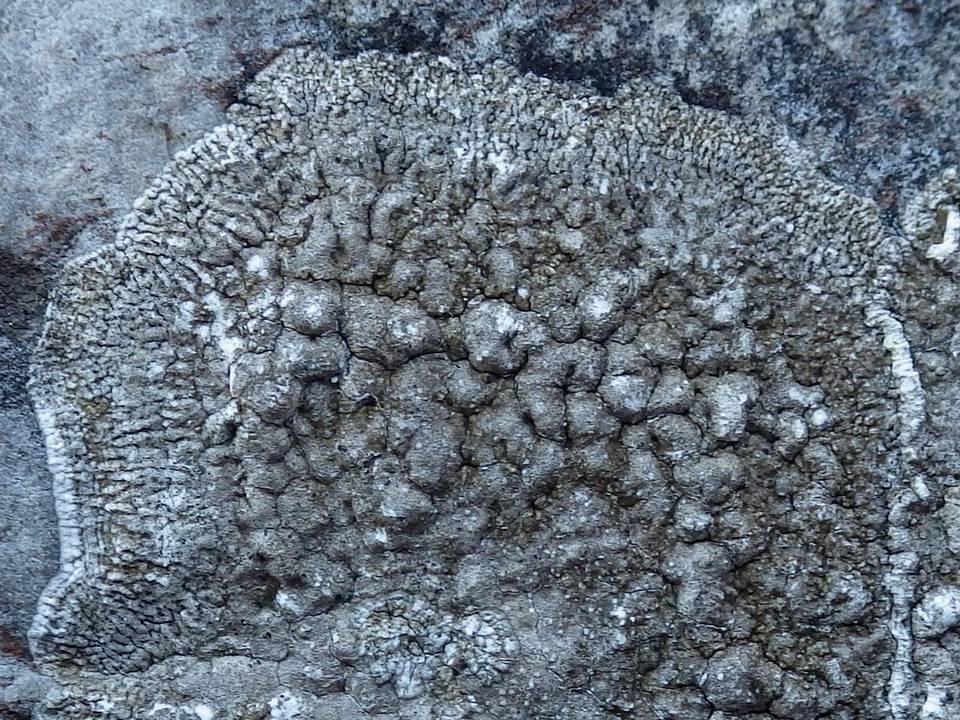 Dirina fallax image