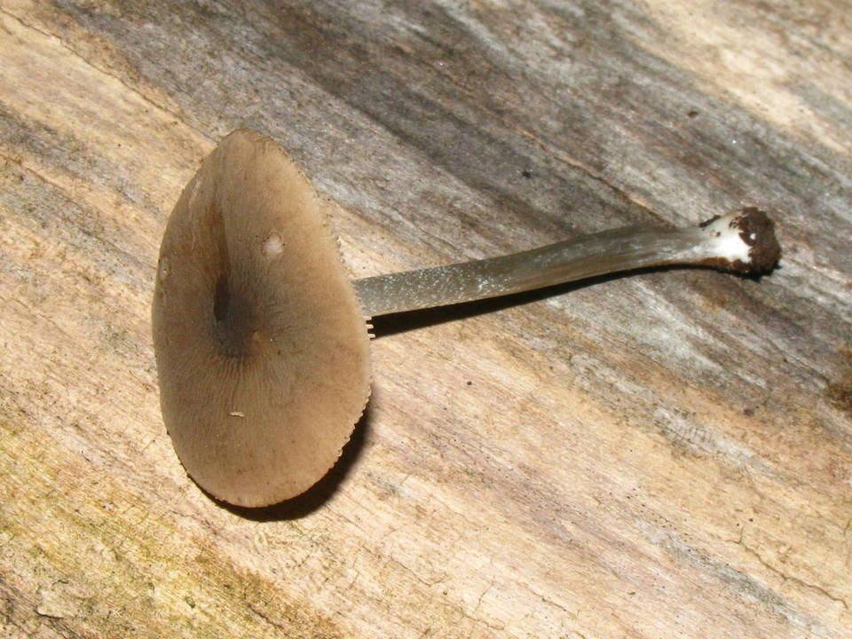 Pluteus cyanopus image