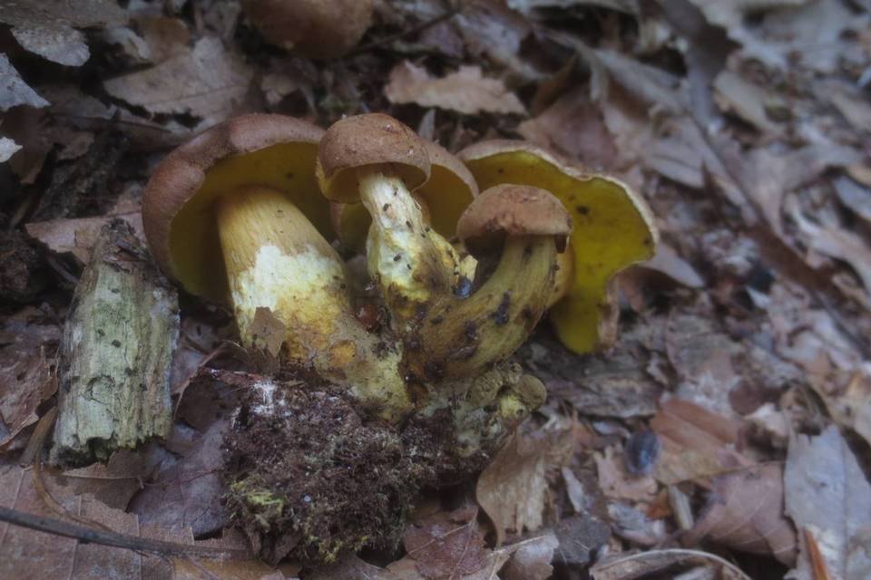 Pulveroboletus innixus image