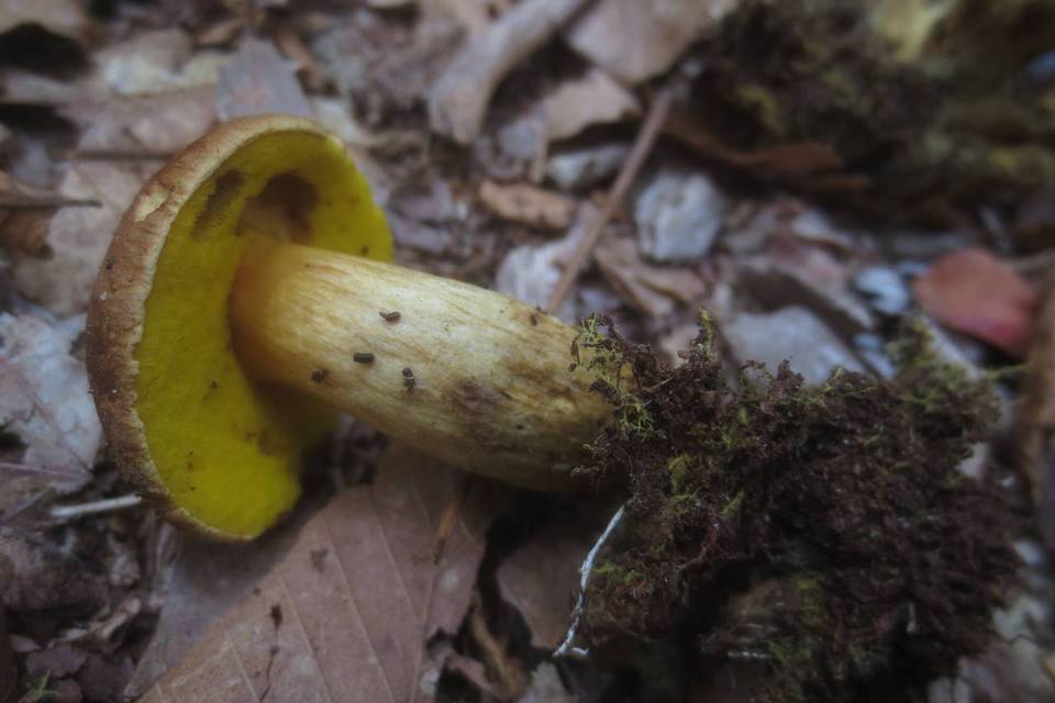 Pulveroboletus innixus image