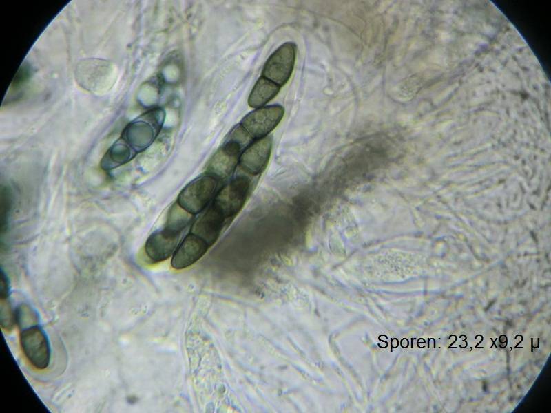 Kirschsteiniothelia image