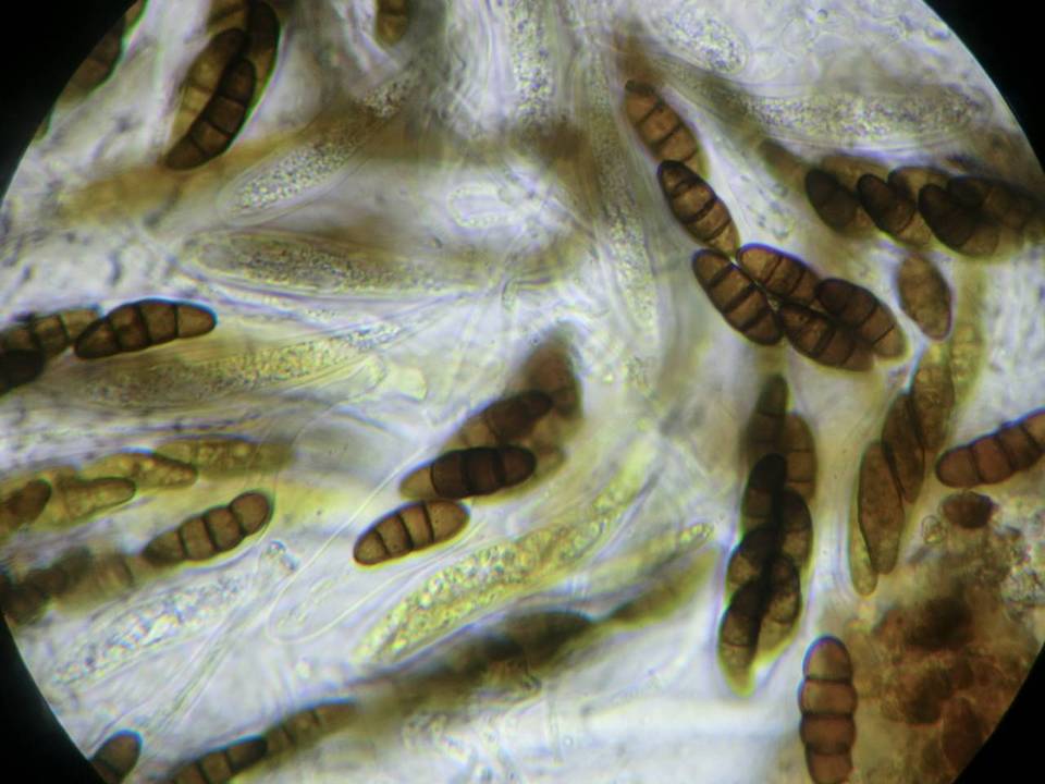 Kalmusia clivensis image