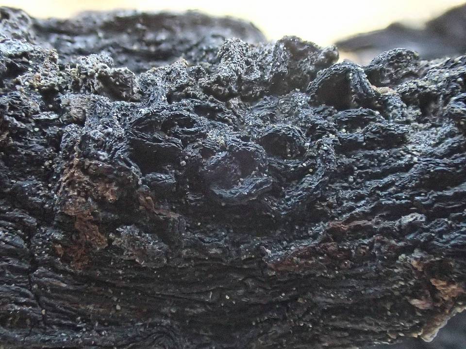 Colpoma crispum image