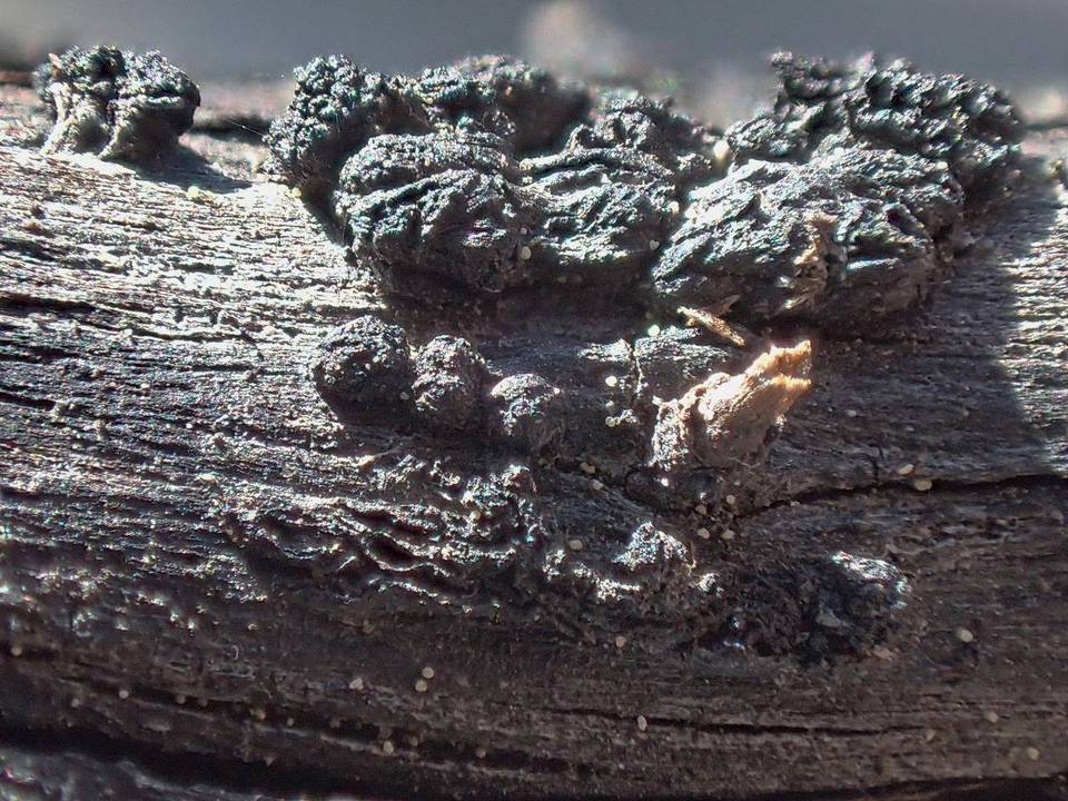 Colpoma crispum image