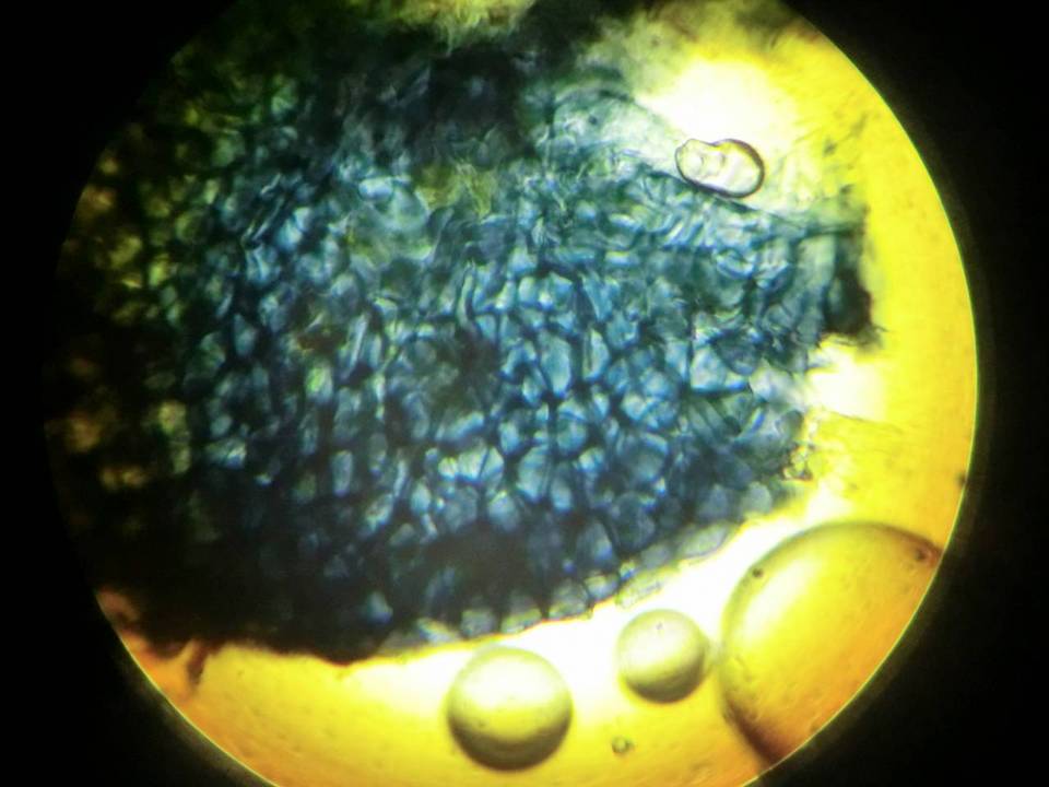 Gibberella pulicaris image