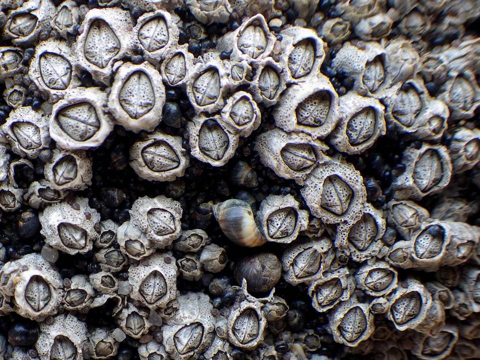 Collemopsidium foveolatum image