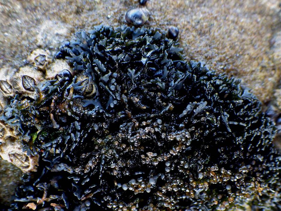 Lichina pygmaea image