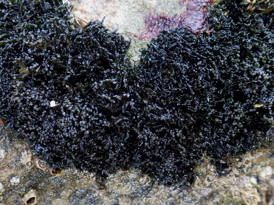 Lichina pygmaea image