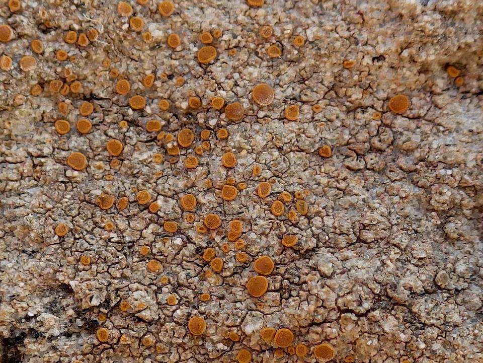 Caloplaca maritima image