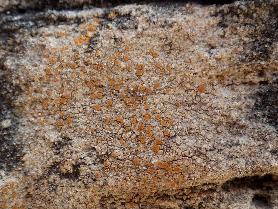 Caloplaca maritima image
