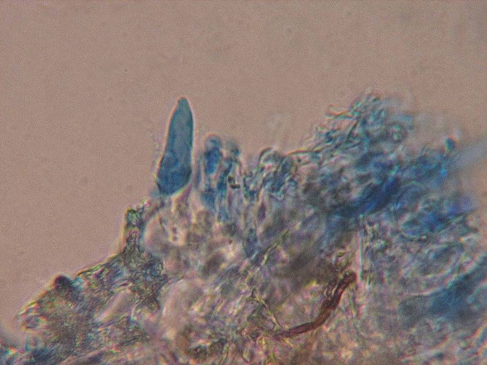 Peniophorella praetermissa image