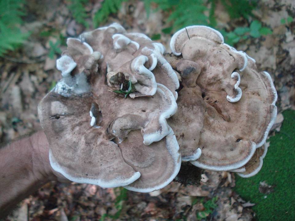 Sarcodon piperatus image