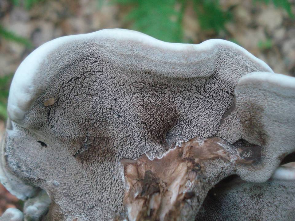 Sarcodon piperatus image