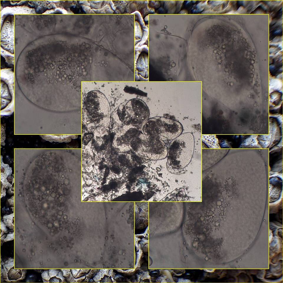 Collemopsidium foveolatum image