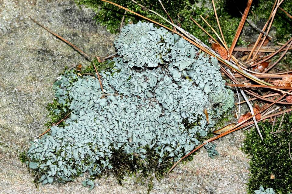Cladonia symphycarpia image