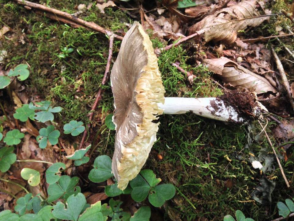 Megacollybia rodmani image