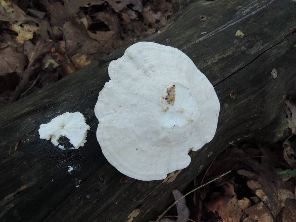 Postia stiptica image