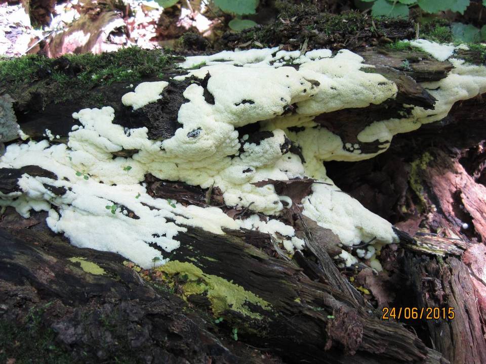 Postia perdelicata image