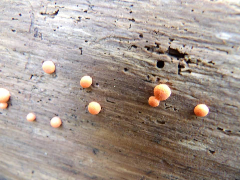 Lycogala epidendrum image