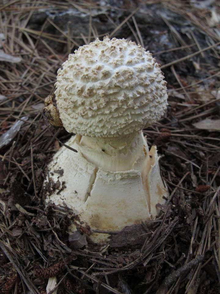 Amanita ravenelii image