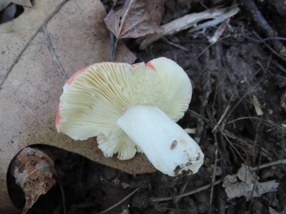 Russula fucosa image