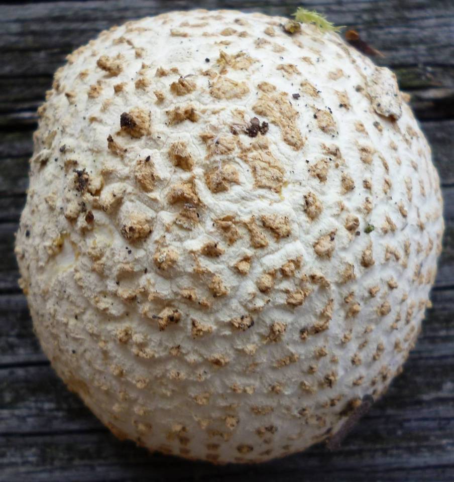 Amanita ravenelii image