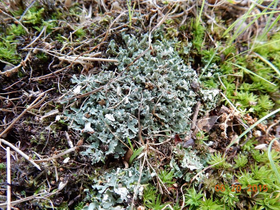 Cladonia sobolescens image