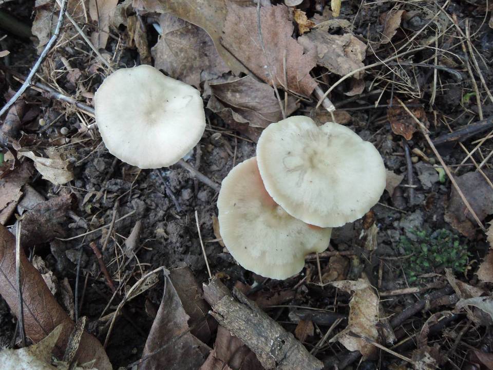 Entoloma rhodopolium var. pseudopolitum image