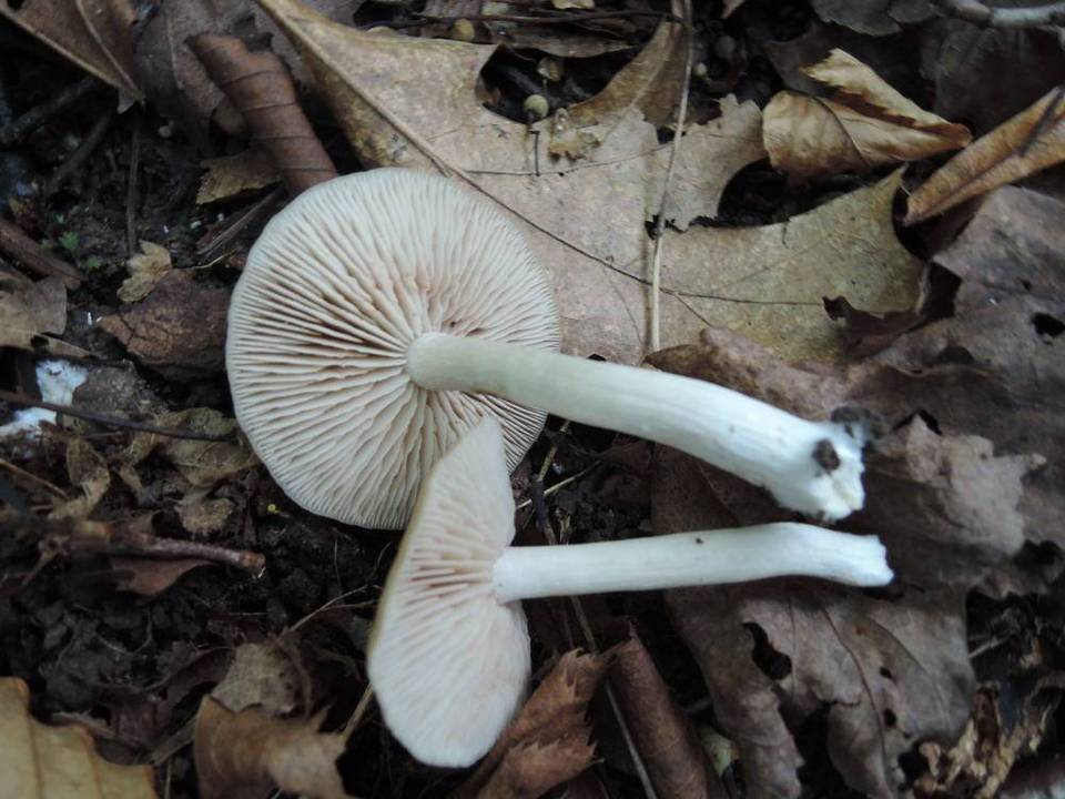 Entoloma rhodopolium var. pseudopolitum image