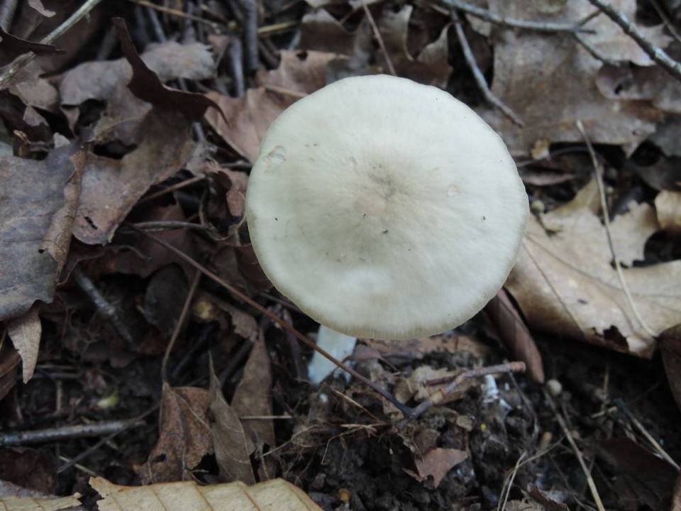Entoloma rhodopolium var. pseudopolitum image