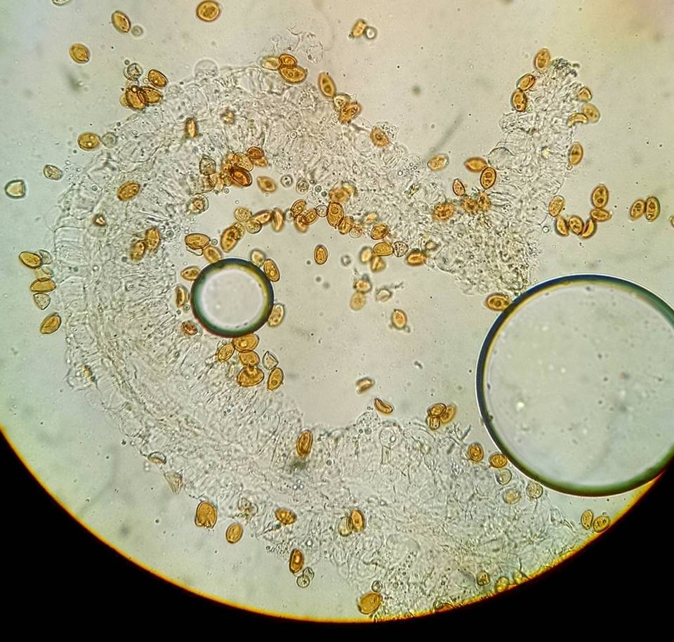Bolbitius lacteus image