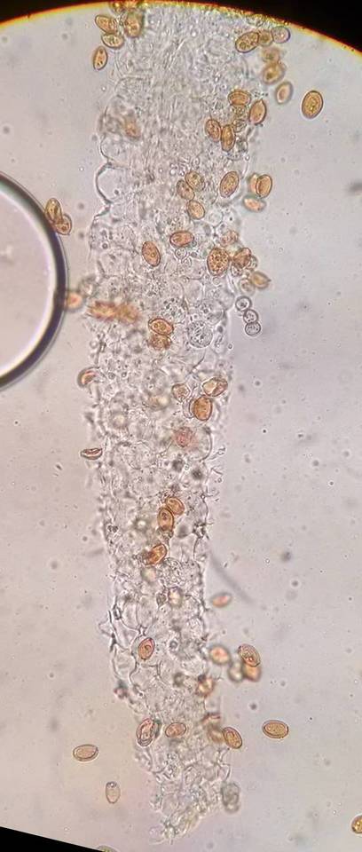 Bolbitius lacteus image