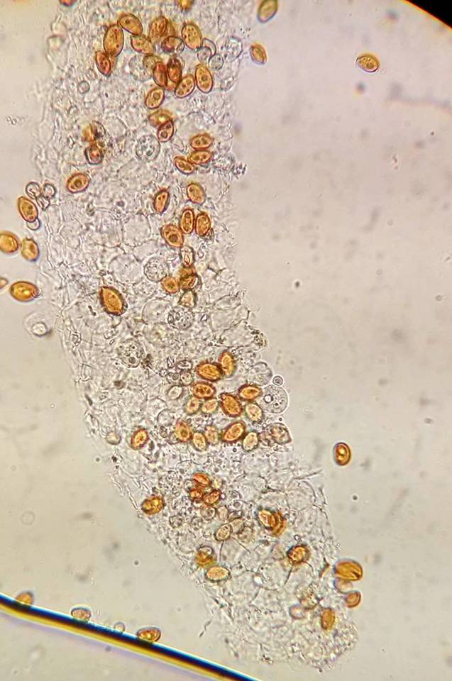 Bolbitius lacteus image