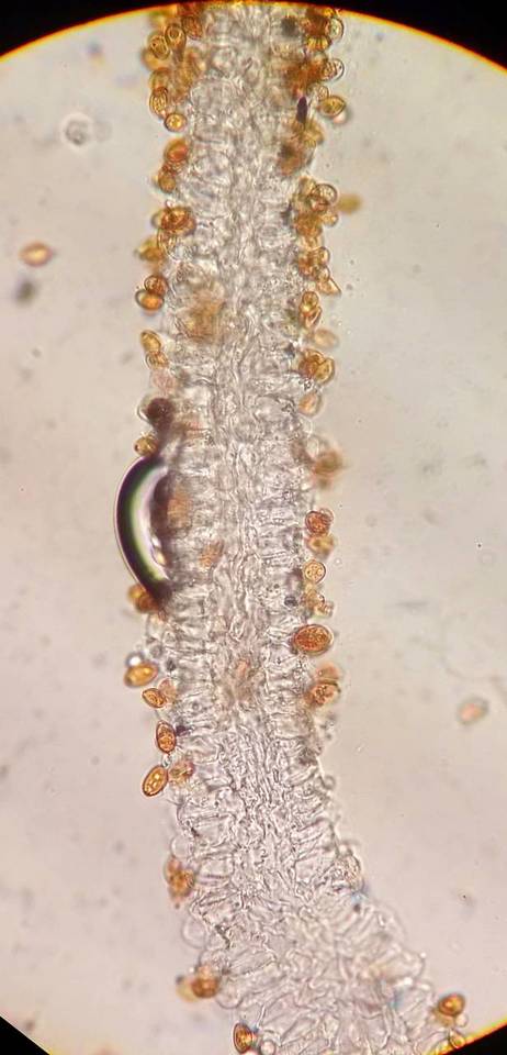 Bolbitius lacteus image