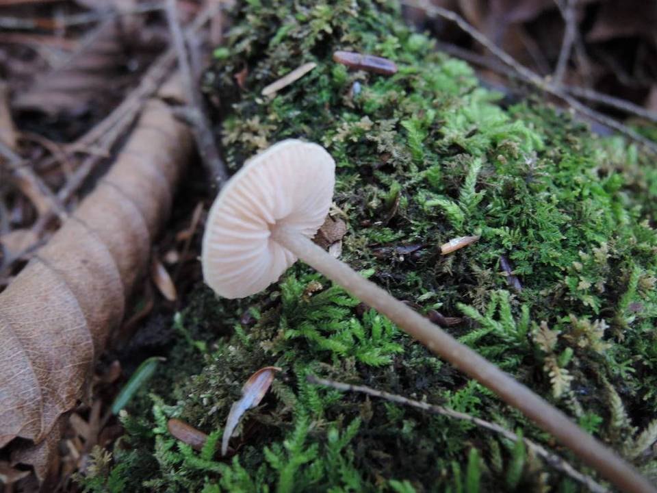 Entoloma alboflavidum image