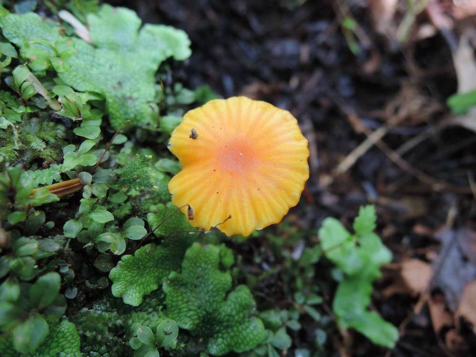 Hygrocybe aurantioviscida image