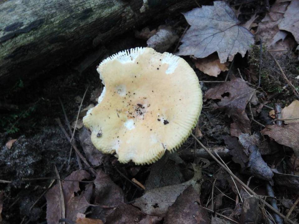 Russula beardslei image