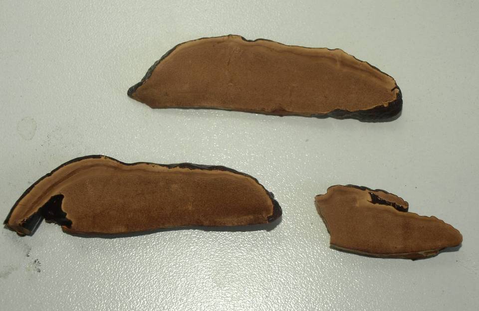 Ganoderma multipileum image