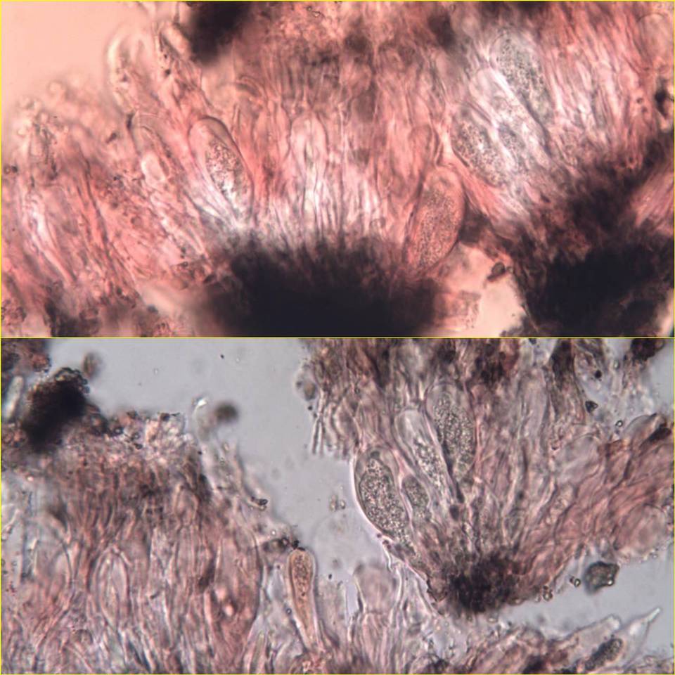 Arthonia calcarea image