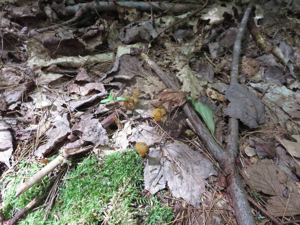 Hypomyces leotiicola image